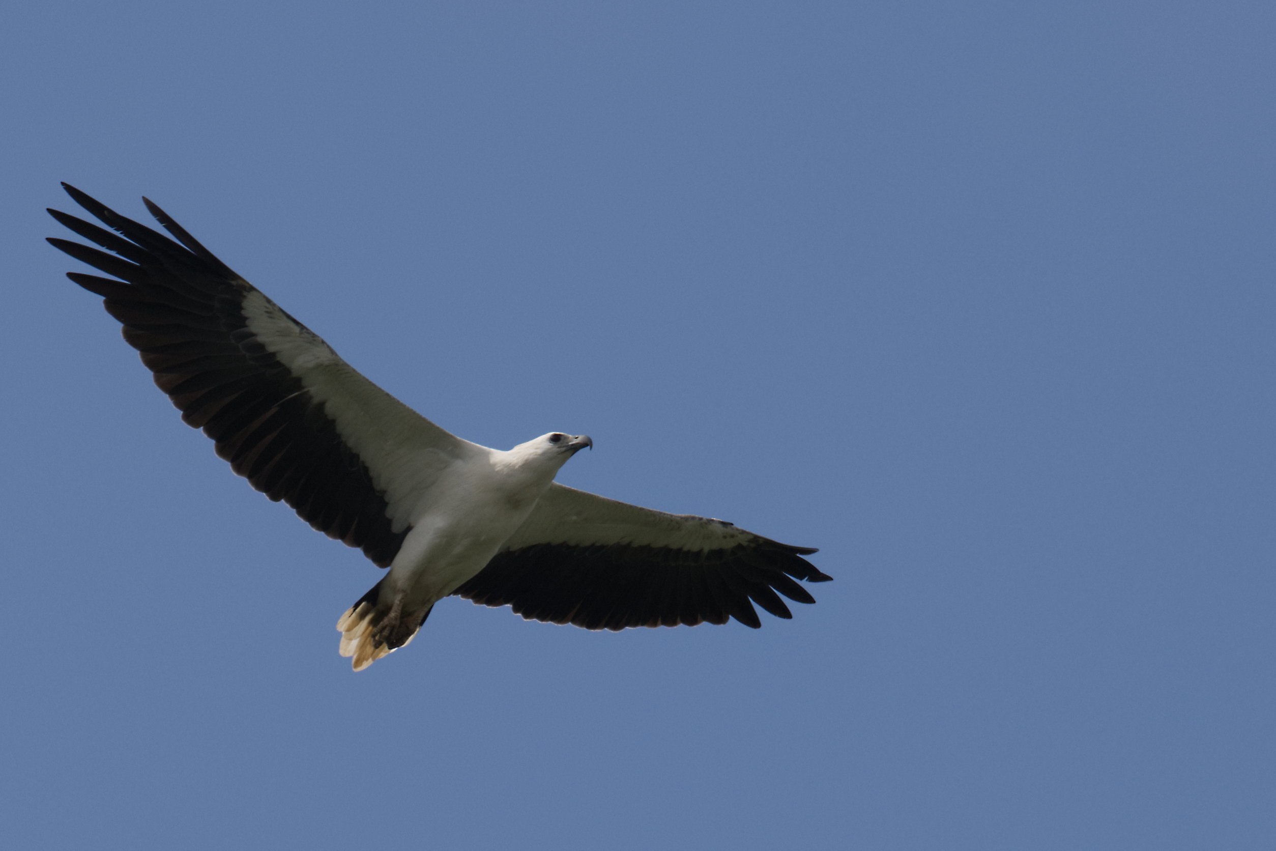 White-bellied sea-eagle