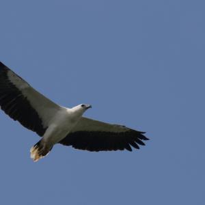 White-bellied sea-eagle