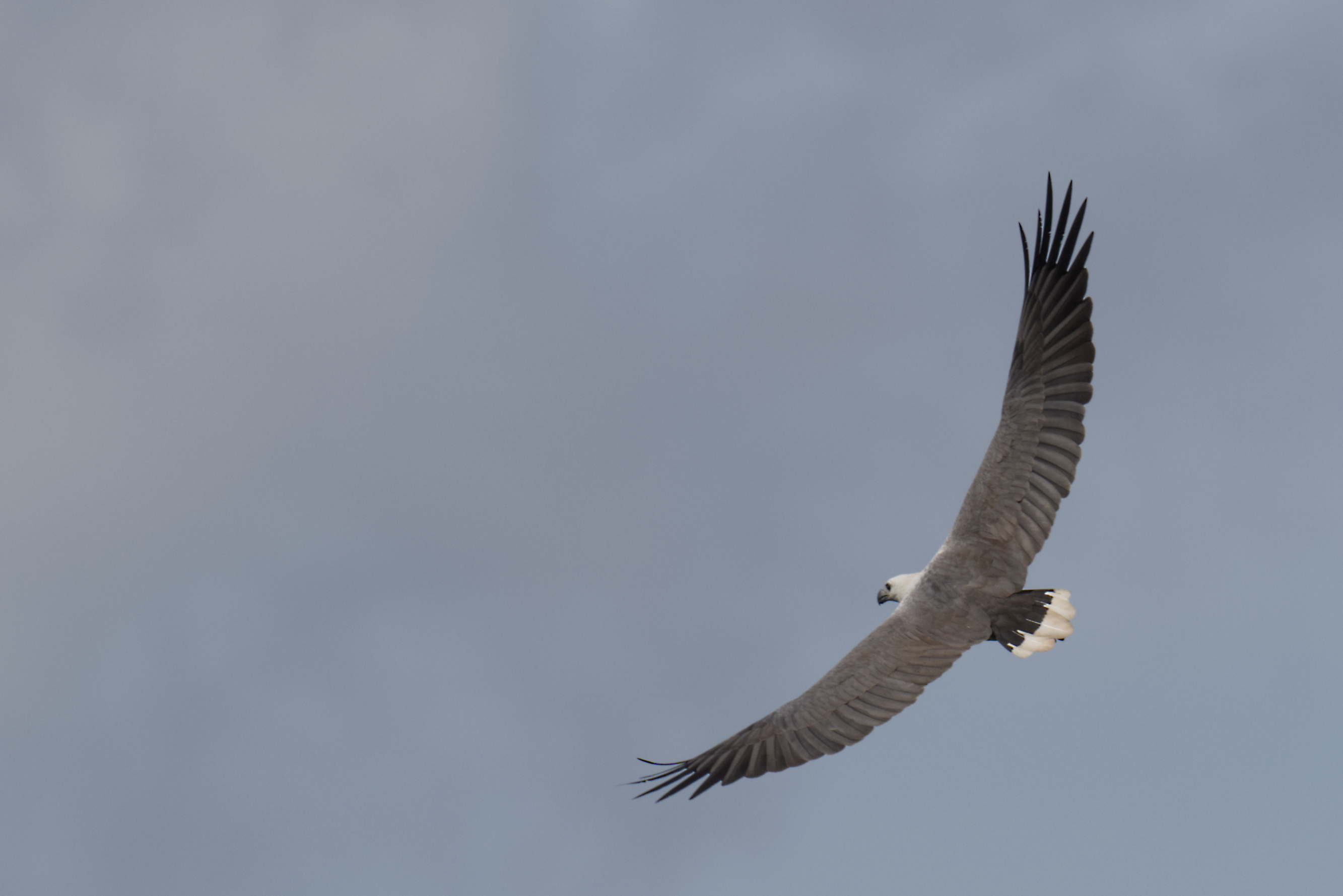 White-bellied sea-eagle