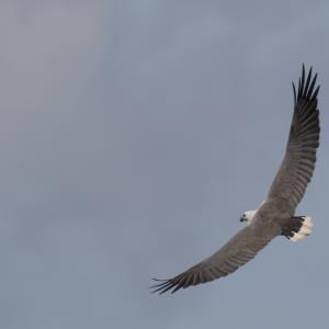 White-bellied sea-eagle