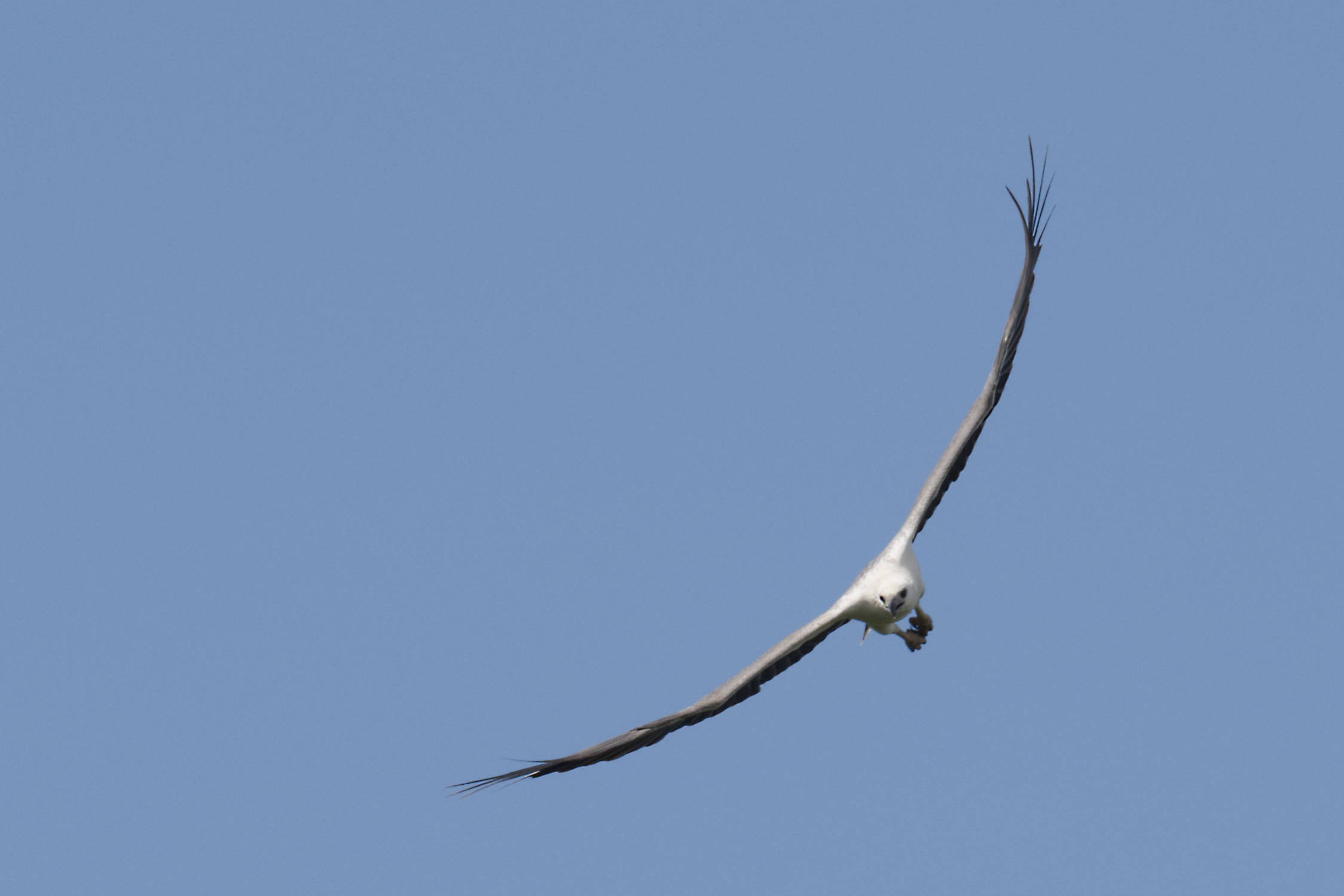 White-bellied sea-eagle