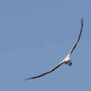 White-bellied sea-eagle