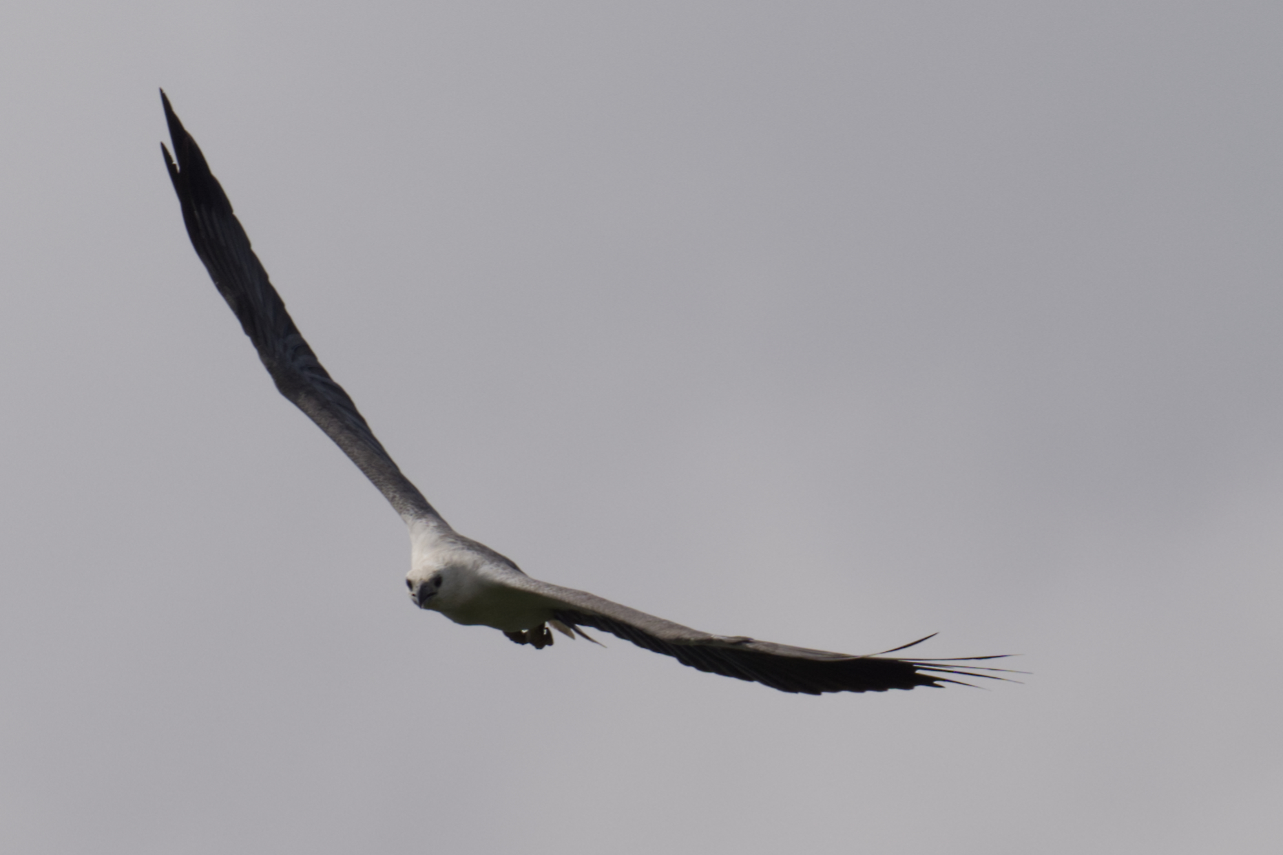White-bellied sea-eagle