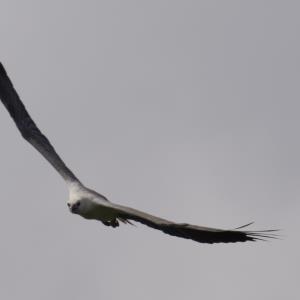 White-bellied sea-eagle