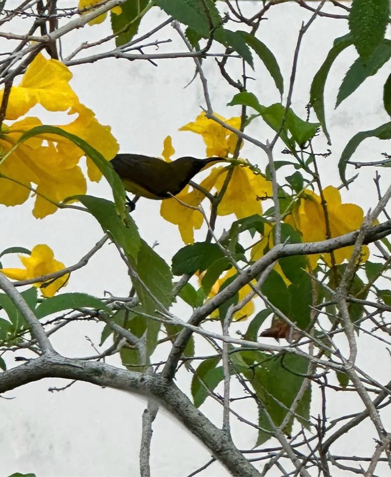 Olive-backed sunbird