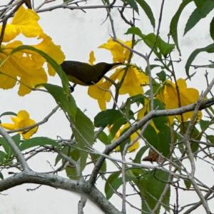 Olive-backed sunbird