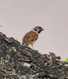 Eurasian tree sparrow