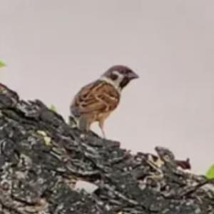 Eurasian tree sparrow