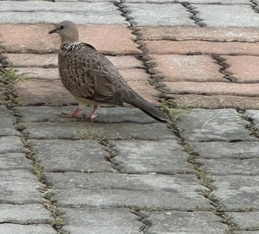 Spotted dove