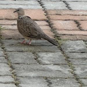 Spotted dove