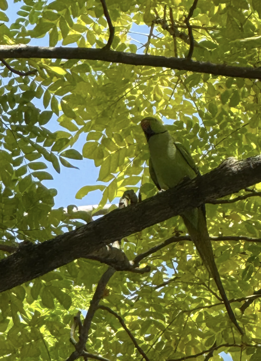 Ring-necked parakeet