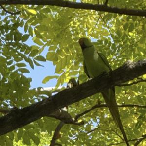 Ring-necked parakeet