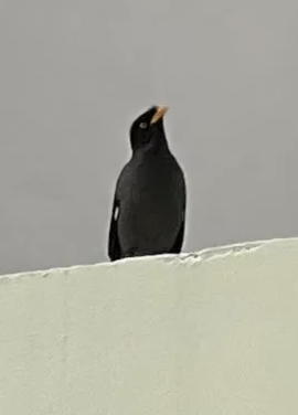 Javan myna