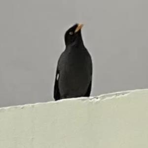 Javan myna