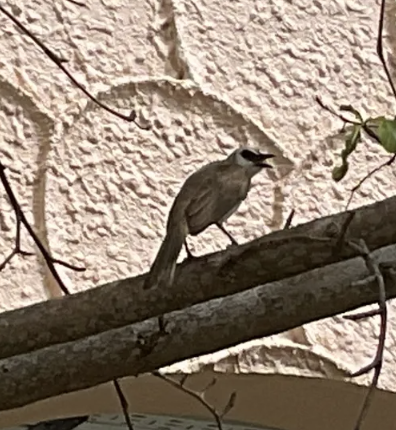 Yellow-vented bulbul