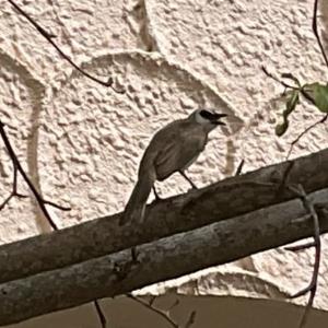 Yellow-vented bulbul