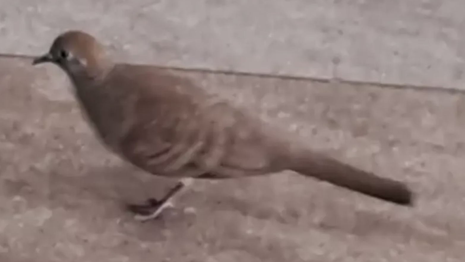Zebra dove