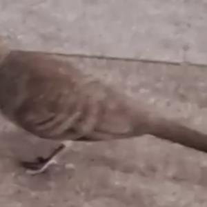 Zebra dove