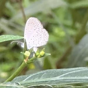 Grass blue
