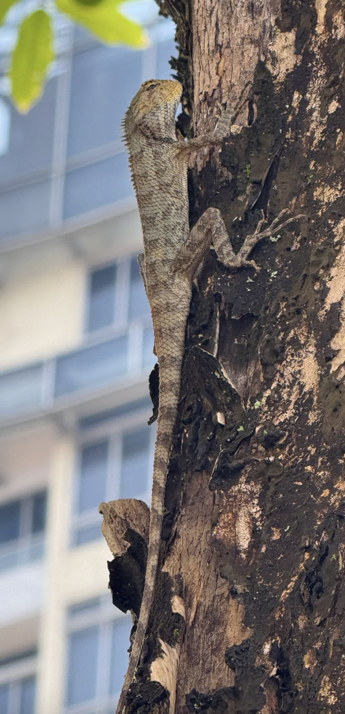 Oriental garden lizard