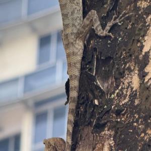 Oriental garden lizard