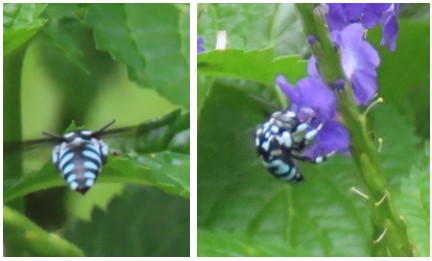 Cloak and dagger bee