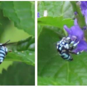 Cloak and dagger bee