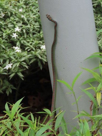 Paradise tree snake