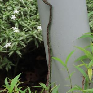 Paradise tree snake