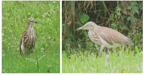 Pond heron sp