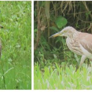 Pond heron sp