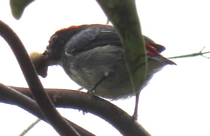 Scarlet-backed flowerpecker