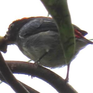 Scarlet-backed flowerpecker