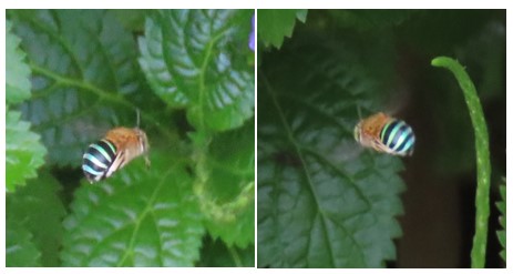 Sunda blue banded digger bee