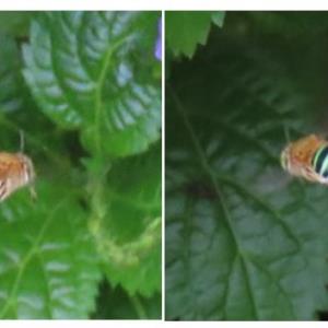 Sunda blue banded digger bee