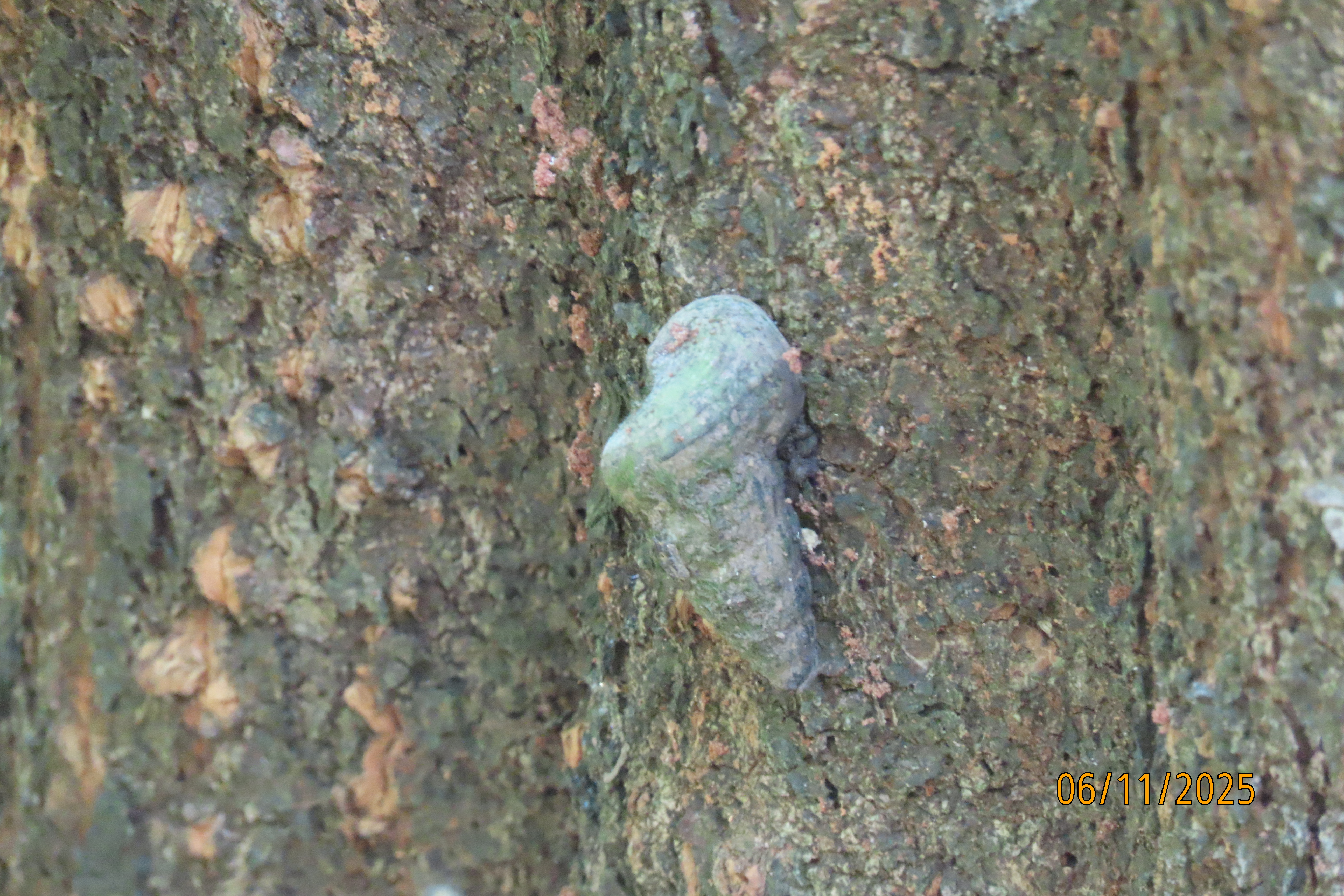 Black chut chut snail