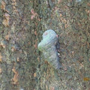 Black chut chut snail