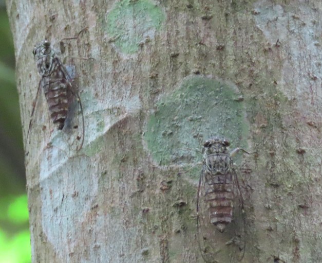 Kempfer cicada?