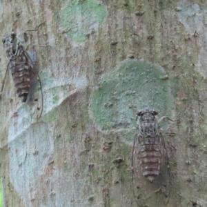 Kempfer cicada?