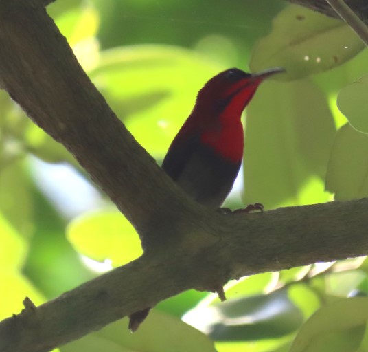 Crimson sunbird