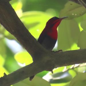 Crimson sunbird