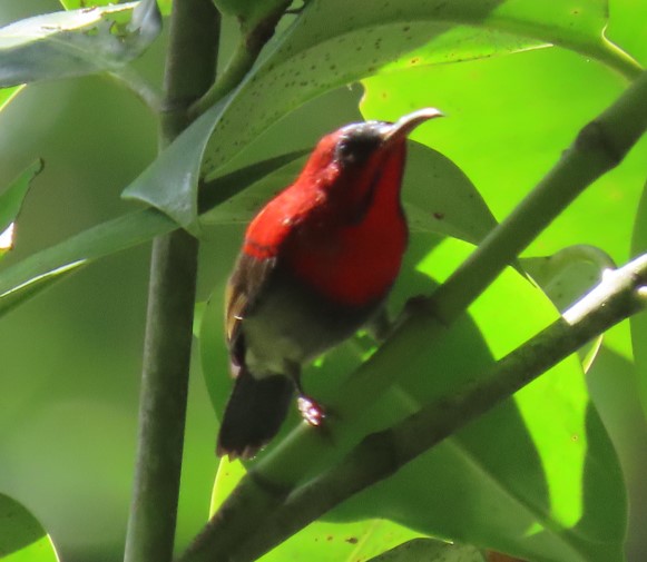 Crimson sunbird
