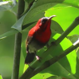 Crimson sunbird