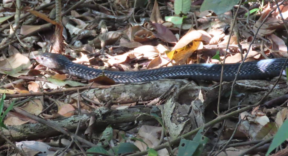 Equatorial spitting cobra