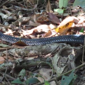Equatorial spitting cobra