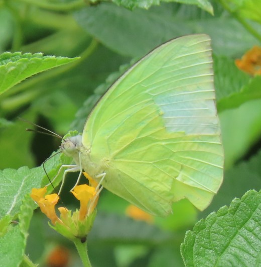 Lemon emigrant