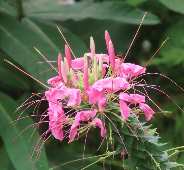 Spider flower