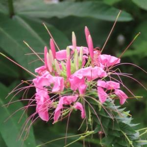 Spider flower