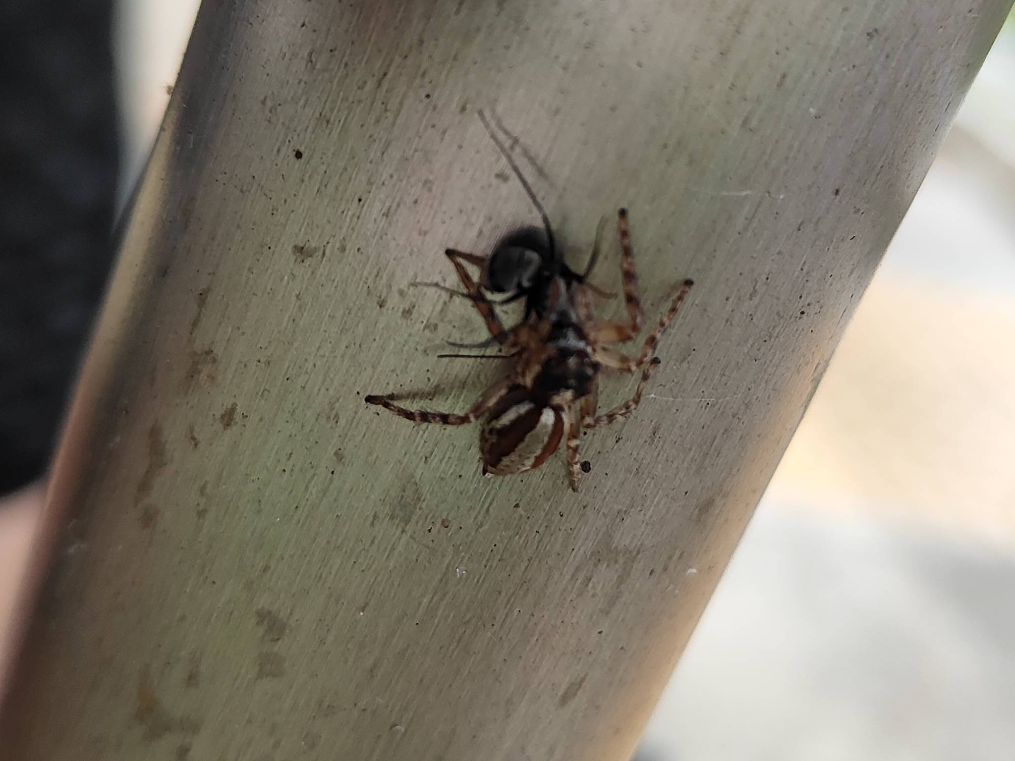 Plexippus (spider) & camponotus (ant)