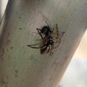 Plexippus (spider) & camponotus (ant)